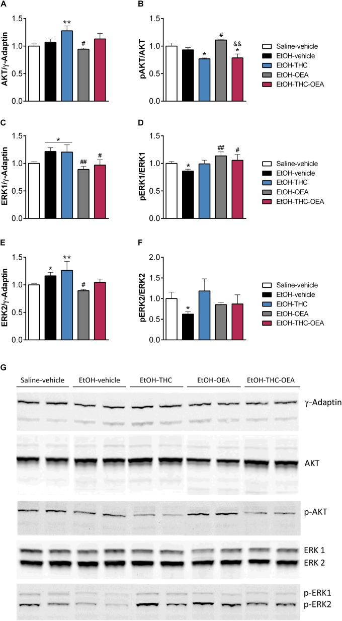 Relative protein levels of AKT (A), phospho-AKT (B), ERK1 (C), phospho-ERK1 (D), ERK2 (E) and phospho-ERK2 (F) in the hippocampus as well as representative immunoblots (G). Bars represent the mean ± SEM (n = 4/group). Tukey (A–E) or simple effect analysis (F): ∗p < 0.05, ∗∗p < 0.01 vs. saline-vehicle, #p < 0.05, ##p < 0.01 vs. EtOH-vehicle, and &&p < 0.01 vs. EtOH-THC.