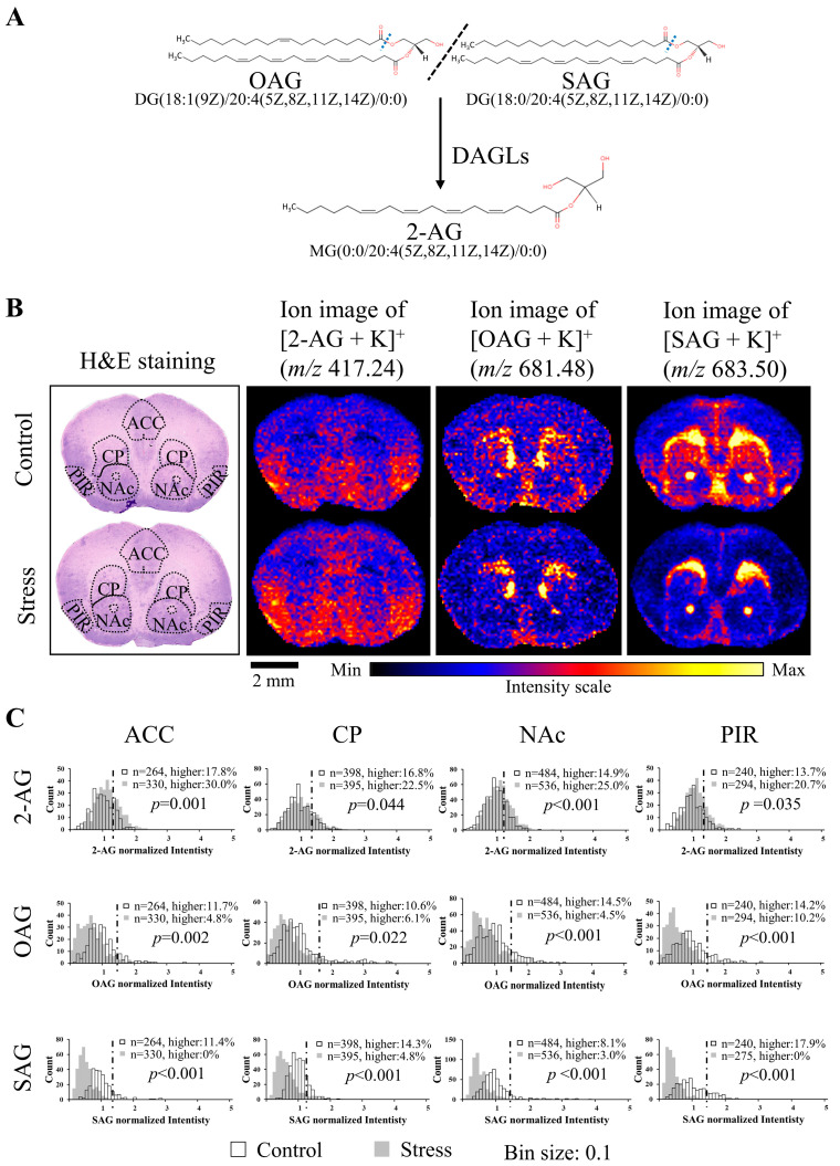 2-AG levels were upregulated and the levels of OAG and SAG were downregulated in the ACC, CP, NAc, and PIR by CRS. (A) Relationship between 2-AG and OAG, SAG. The common name and structure of 2-AG, OAG, and SAG are cited from the Human Metabolome Database (https://hmdb.ca/, accessed on 1 November 2022). (B) H&E staining results and ion images of 2-AG, OAG, and SAG in coronal brain sections of control and stressed mice (scale bar: 2 mm). ACC, CP, NAC, and PIR in control and stressed mice brains were circled by a black dotted line for analysis. Anatomical annotations followed Allen Brain Atlas. (C) Histograms represent the intensity change of 2-AG, OAG, and SAG in the ACC, CP, NAC, and PIR of control and stressed mice. The value of each pixel in the stress and control groups was normalized by dividing the mean of the control group. The horizontal axis of the histograms represents the normalized signal intensity level, and the vertical axis indicates the frequency of pixels. A threshold line was set as mean + SD of the control mice. Pearson’s Chi-square test was performed for lower-than-threshold and higher-than-threshold signals in these two groups (n: the number of pixels). OAG: 1-oleoyl-2-arachidonoyl-sn-glycerol, SAG: 1-stearoyl-2-arachidonoylglycerol, DAGL: diacylglycerol lipases, ACC: anterior cingulate cortex, CP: caudate putamen, NAc: nucleus accumbens, PIR: piriform cortex.