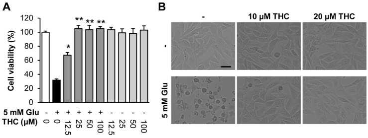 Tetrahydrocurcumin (THC) prevented glutamate-induced HT22 cell death. (A) Cell viability was measured using a CyTox assay kit 24 h after treatment with 5 mM glutamate with or without THC. Bars denote the percentage of cell viability (mean ± S.E.M., * p < 0.05 and ** p < 0.001 compared to glutamate-treated cells). (B) Microscopic images were obtained after exposure of HT22 cells to glutamate for 24 h (scale bar, 50 μm).