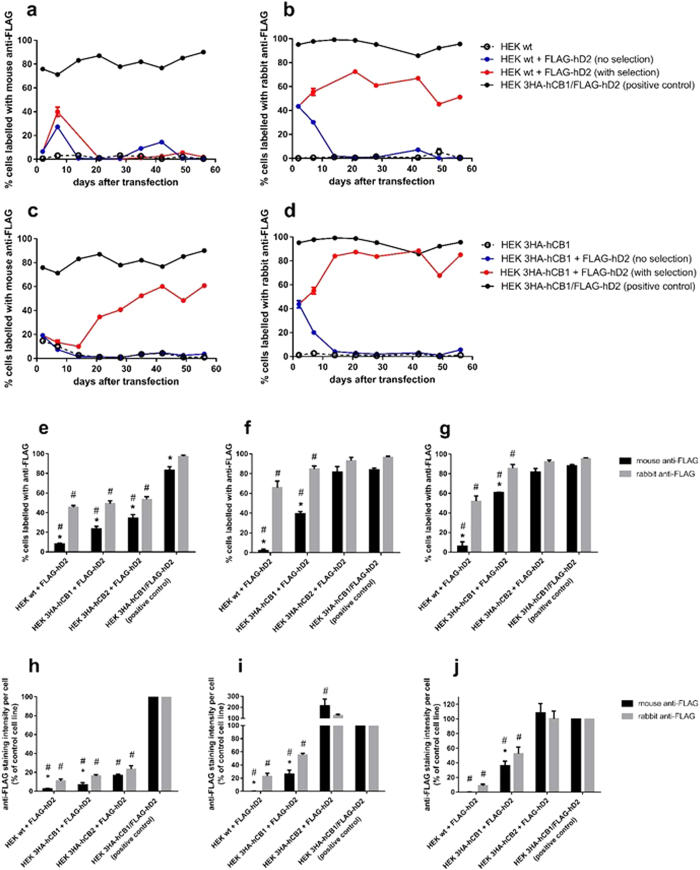 Immunocytochemical analysis of cells exhibiting cell surface FLAG-hD2 labelling following transfection into different HEK cell backgrounds, as detected by two anti-FLAG antibodies; time course post-transfection.FLAG-hD2 was transfected into HEK wt (a,b,e,h), HEK 3HA-hCB1 (c,d,f,i), or HEK 3HA-hCB2 (g,j) cell backgrounds. Surface receptors were stained with either mouse anti-FLAG M2 monoclonal (a,c), or rabbit anti-FLAG polyclonal (b,d) antibodies for 56 days after transfection, with specific analysis at 2 days (transient expression phase; e,h), 21 days (immediately after stable selection; f,i), and 56 days (after continuous maintenance in selection antibiotic; g,j). Images were taken by automated microscopy at 10x magnification and the resultant images were analysed for the proportion of cells positive for anti-FLAG labelling (a–g), and the labelling intensity (g–j) were analysed. Representative data (one of three independent experiments) showing the time-course of anti-FLAG labelling intensity for the experimental samples (red) compared to that of the untransfected parental cell line (dashed lines), cells transfected but not subjected to antibiotic selection pressure (blue), and a clonal control cell line stably expressing 3HA-hCB1 and FLAG-hD2 (black) (A–D). Combined data (mean + SEM) from three independent experiments comparing anti-FLAG labelling patterns at key time points (e–j). Intensity analysis is normalised to matched labelling of untransfected HEK wt cells (0%) and the HEK 3HA-hCB1/FLAG-hD2 control cell line (100%) (h–j). p < 0.05, *significant difference within cell line labelled with rabbit anti-FLAG versus mouse anti-FLAG; #significant difference compared to HEK 3HA-hCB1/FLAG-hD2 control cell line with same antibody.