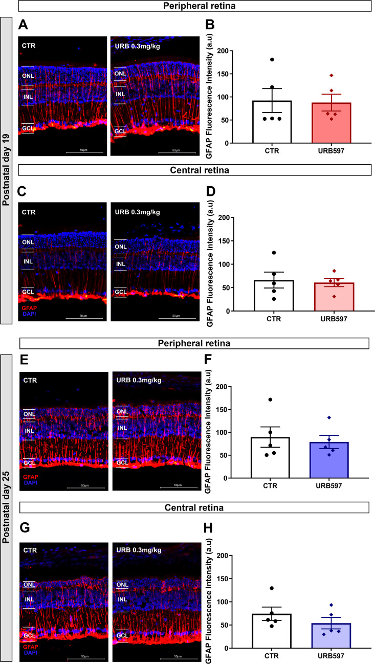 Müller Glia reactivity is not affected by FAAH inhibition at P19 and P25. Reactivity of the Müller glia was evaluated by GFAP fluorescence intensity analysis on immunolabeled retinal slices. GFAP expression is unchanged between URB597 treated and control mice. A-B Comparing GFAP labeling intensity, no differences were observed at P19 in the peripheral region. C-D Likewise, GFAP levels between both groups remained similar in the center of the retina. E–F Similarly, at P25 no differences were observed in the peripheral region. G-H Furthermore, GFAP intensity remained unchanged in the central region at P25. ONL: Outer nuclear layer; INL: Inner nuclear layer, GCL: ganglion cell layer. Calibration bar = 50 μm. Results represent the mean ± SEM of four independent experiments