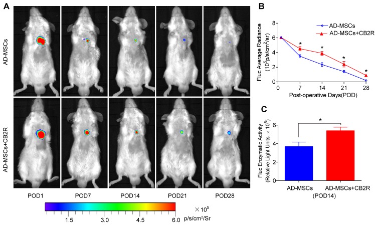 CB2 agonist promoted survival of engrafted AD-MSCs in ischemic myocardiumA. Longitudinal BLI tracked the survival and retention of AD-MSCs survival in vivo (n = 8 for each group). Colored scale bar represents BLI radiance intensity in p/s/cm 2/sr. B. Quantitative analysis of A. C. Ex vivo Fluc enzymatic activity of infarcted myocardium on POD 14 (n = 5). . *P < 0.05 versus AD-MSCs.