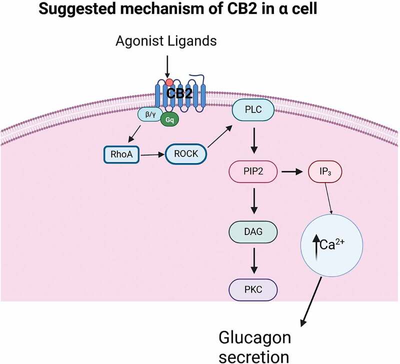 Suggested representation of a pancreatic alpha-cell with cannabinoid receptor CB2 signaling, involved in glucagon secretion.