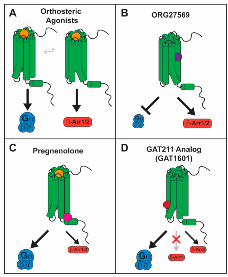 Biased signaling by CB1 allosteric ligands: (A) orthosteric ligands, represented in yellow, promote G-protein signaling and β-arrestin recruitment in a balanced manner, stimulating conformational changes important for both; (B) ORG27569, in purple, inhibits G-protein signaling and stimulates β-arrestin signaling, whether alone or in the presence of an orthosteric ligand, generating β-arrestin-biased signaling. This occurs due to inhibition of TMH6 movement and stimulation of TMH7/Hx8 movement, respectively; (C) pregnenolone, in magenta, inhibits β-arrestin signaling in the presence of an orthosteric ligand, generating G-protein-biased signaling. This occurs due to inhibition of TMH7/Hx8 movement while allowing TMH6 movement; (D) GAT1601, in dark red, stimulates G-protein signaling and β-arrestin2 recruitment to a smaller extent but not β-arrestin1 recruitment, generating G-protein-biased signaling. This occurs due to the facilitation of TMH6 movement.
