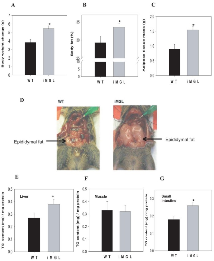 Increased adiposity in iMGL mice after 3 weeks of a high fat (40% kcal) diet.(A) Body weight changes (WT; n = 41, iMGL; n = 57). (B) % body fat determined by DXA measurement (WT; n = 24, iMGL; n = 49). (C) Fat pad weight (total of epididymal and peri-renal depots) (WT; n = 15, iMGL; n = 28). (D) Ventral view of a representative iMGL mouse and a wild type littermate. (E) TG content in liver (WT; n = 6, iMGL; n = 13). (F) TG content in muscle (WT; n = 8, iMGL; n = 16). (G) TG content in intestinal mucosa (WT; n = 9, iMGL; n = 14). Data represent mean ± S.E. * p<0.05 versus wild type littermates.