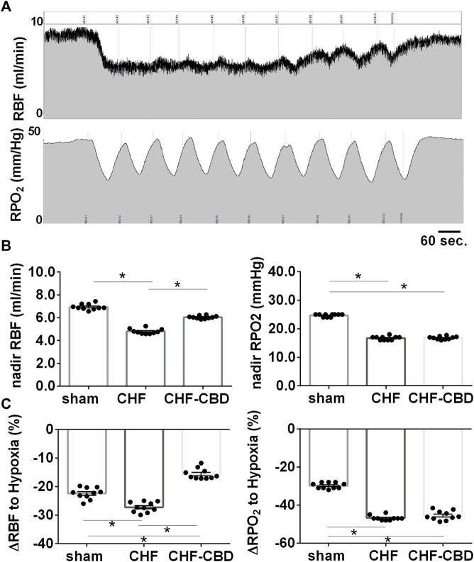 Effect of Intermittent Asphyxia (IA) on Control of Renal Blood Flow and Renal PO2 in CHF. Panel (A) illustrates representative tracings for RBF(top), and cortical RPO2 (bottom) responses to IA (10% FiO2, 3% FiCO2). Panel (B) contains summary data analyzing the mean nadir RBF and RPO2 during IA, and panel (C) contains summary data analyzing the mean change from baseline to nadir during IA. RBF and RPO2 were lower in CHF vs. sham and CBD attenuated the effect of CHF on RBF but not cortical RPO2. Similarly, the change in RBF and RPO2 were greater in CHF vs. sham, but CBD did not have a salutary effect on the change in RPO2. Data was analyzed using ANOVA with Sidak-Holm test for multiple comparisons. Results are expressed as mean ± SEM, n = 10 animals per group. *p < 0.05.