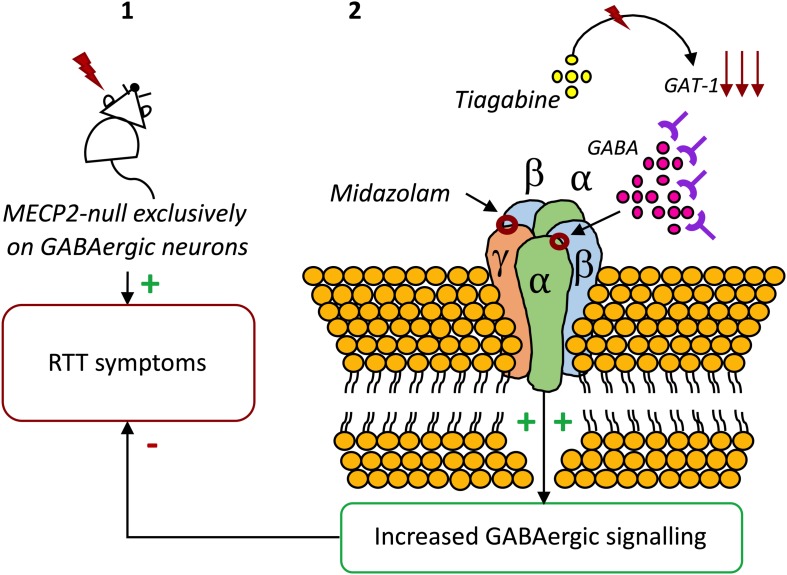 The potential of GABAAR modulators on RTT. (1) Exclusive deletion of Mecp2 from GABAergic neurons results in almost the full range of neuropsychiatric symptoms of RTT (Chao et al., 2010). (2) Blocking GABA reuptake using tiagabine (El-Khoury et al., 2014) or enhancing GABAAR activity with the benzodiazepine Midazolam increases the life-spam and reduces symptoms in Mecp2 mutant mice (Voituron and Hilaire, 2011).