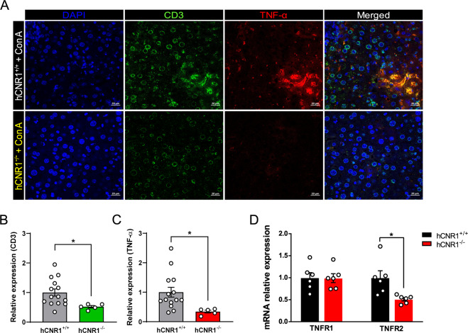 Nullification of hepatic CB1R attenuates Con A-induced liver damage via cell membrane-bound TNF-α.A–C Liver samples without permeabilization were fixed and sectioned, and immunostained for CD3, TNF-α, and DAPI (×40). Relative quantifications of immunofluorescence stained tissues (B, C). D TNFR1 and TNFR2 mRNA expression levels. Results were expressed as mean ± S.E.M. (*p ≤ 0.05, **p ≤ 0.01, and ***p ≤ 0.001).