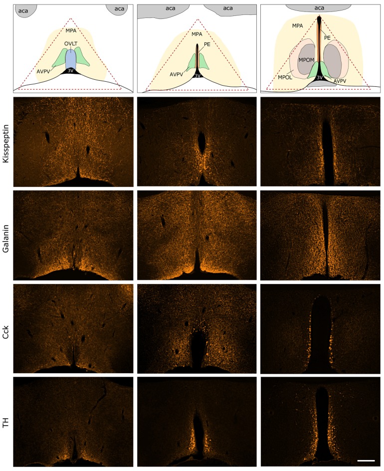 Immunocytochemical localization of kisspeptin (KP), galanin (GAL), cholecystokinin (CCK) and tyrosine-hydroxylase (TH) in the antero-ventral periventricular/MPA of the proestrous mouse. The uppermost row illustrates the MPA and its subdivisions in three representative rostro-caudal planes (from left to right). Red triangle indicates the border lines of tissue area sampled for the real-time PCR study. Immunofluorescent detection of KP, galanin, CCK and TH is provided in the three, representative frontal planes. KP, CCK and TH appear in cell bodies within the AVPV and the periventricular nucleus (PE) in addition to neuronal processes. Galanin-immunoreactivity is not detectable at the level of perikarya in proestrous mouse, despite its intense occurrence in axons. aca, anterior commissure; AVPV, antero-ventral periventricular nucleus; MPOM, medial division of the medial preoptic nucleus; MPOL, lateral division of the medial preoptic nucleus; OVLT, vascular organ of lamina terminalis; 3V, 3rd ventricle. Scale bar: 200 μm.