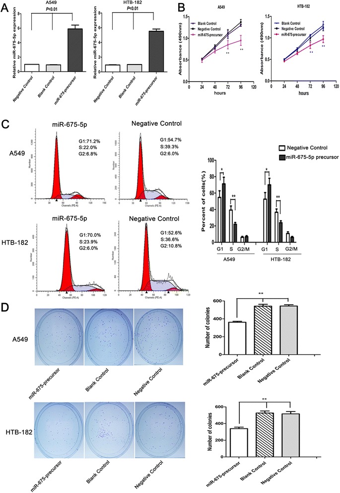 Overexpression of miR-675-5p inhibited proliferation and colony formation of NSCLC cells. (A) the level of miR-675-5p in A549 and HTB-182 cells was significantly up-regulated after transfection with miR-675-precursor. (B) miR-675-5p reduced cell proliferation in NSCLC cells. Cell proliferation was determined using MTT assays. (C) miR-675-5p induced cell cycle arrest at the G1/S phase. (D) miR-675-5p suppressed colony formation compared with controls. The number of colonies were calculated and depicted by the ban graph. Data were represented as the mean ± SEM of three independent experiments. Negative control: pGCsil-GFP Vector. *P < 0.05, **P < 0.01.