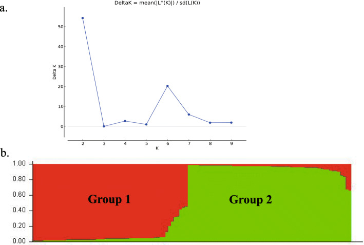 STRUCTURE analysis of the number of population for K. a. The number of subpopulations(k) was identified based on maximum likelihood and k values. The most likely value of k identified by STRUCTURE was observed at k = 2. Note: Red bands: Group 1, Green bands: Group 2. b. The proportion of each color reflects the probability that each of the test materials belongs the corresponding group