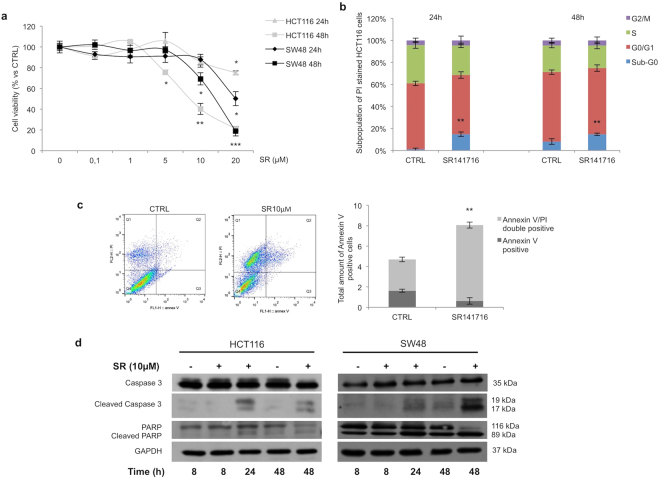 Effect of SR141716 on cell viability. Cell viability (a), cell cycle analysis using propidium iodide staining (b) and apoptosis analysis (c) using AnnexinV-FITC/PI of HCT116 cells treated with SR141716 or vehicle alone. (d) Representative western blot analysis of Caspase 3 and PARP (total and cleaved forms) expression in total protein lysates from HCT116 and SW48 cells untreated (−) or treated (+) with the compound (mean ± SD; unpaired two tailed Student’s t-test *p < 0.05, **p < 0.01 and ***p < 0.005). Cropped blots from full-length gels are displayed in d.