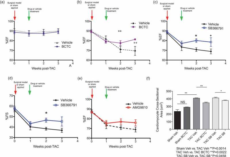 Oral administration of TRPV1 antagonists longitudinal reverses the loss of function, and cardiomyocyte hypertrophy, associated with TAC induced pressure overload.A TAC induced pressure overload mouse model is allowed to progress for one week, in order to generate pressure overload loss of function, then TRPV1 antagonists are orally administered to ascertain any gain of function over vehicle drug treatment. (a) Vehicle treated sham surgery and BCTC treated sham surgery mice, showing no effect of drug treatment on ejection fraction (%EF), over the treatment period. (NS, n = 7,9). (b) Ejection fraction (%EF) of vehicle treated TAC and BCTC treated TAC mice, at time zero, the time point that TAC is applied; one week after TAC, showing loss of function in both sets of mice; two weeks after TAC, showing continued loss of function in vehicle treated TAC mice, and a moderate gain of function in BCTC treated TAC mice; three weeks after TAC showing continued loss of function in vehicle treated TAC mice, and a significant gain of function in BCTC treated TAC mice (+wk 3 P < 0.05). Overall, oral treatment with BCTC shows a reversal of the loss of function associated with TAC induced pressure overload (**P = 0.0170, n = 5,6). (c) %EF of vehicle treated TAC and SB366791 treated TAC mice (n = x), at time zero, the time point that TAC is applied; one week after TAC, showing loss of function in both sets of mice; two weeks after TAC, showing continued loss of function in vehicle treated TAC mice, and a significant gain of function in SB366791 treated TAC mice (*wk 2 P = 0.0102); three weeks after TAC showing continued loss of function in vehicle treated TAC mice, and a significant gain of function in SB366791 treated TAC mice (+wk 3 P < 0.05). Oral treatment with SB366791 shows a reversal of the loss of function associated with TAC induced pressure overload (n = 10,10) (d) Fraction shortening (%FS) of vehicle treated TAC and SB366791 treated TAC mice, at time zero, the time point that TAC is applied; one week after TAC, showing loss of function in both sets of mice; two weeks after TAC, showing continued loss of function in vehicle treated TAC mice, and a significant gain of function in SB366791 treated TAC mice; three weeks after TAC showing continued loss of function in vehicle treated TAC mice, and a slight loss of function in SB366791 treated TAC mice (*P = 0.0149, n = 10,10). (e) %EF of vehicle treated TAC and AMG9810 treated TAC mice, at time zero, the time point that TAC is applied; one week after TAC, showing loss of function in both sets of mice; between one and three weeks after TAC, showing continued loss of function in vehicle treated TAC mice, and a slight, but not significant, gain of function in AMG9810 treated TAC mice. (wk 2 P = 0.1818, wk 3 P = 0.1017, n = 10,10). (f) Measurement of cardiomyocyte cross sectional area (though staining of plasma membranes with wheat germ agglutinin-Alexa488 in heart tissue sections from week 3 mice), indicated a significant different between vehicle treated TAC mice and BCTC or SB366791(SB) treated TAC mice. Indicating a reversal in the cellular cardiomyocyte hypertrophy associated with TAC induced pressure overload (Sham Vehicle vs. TAC Vehicle **P = 0.0014, TAC Vehicle vs. TAC BCTC **P = 0.0022, TAC SB366791 Vehicle vs. TAC SB366791 *P = 0.0458).