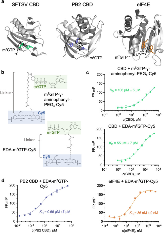 Fluorescence polarization experiments. (a) The figure shows crystal structures of SFTSV CBD (6XYA), PB2 CBD (2VQZ) and eIF4E (1L8B) in complex with m7GTP (presented as lines in black). Proteins are displayed as ribbon diagram with the side chains involved in the m7GTP interaction shown as sticks. The figure was created with PyMOL 2.5. (b) Structural formulas of the employed tracers: m7GTP-γ-aminophenyl-PEG4-Cy5 and EDA-m7GTP-Cy5 (Jena Bioscience GmbH). (c) Detection of the interaction of SFTSV CBD with the different tracers (upper panel: m7GTP-γ-aminophenyl-PEG4-Cy5, lower panel: EDA-m7GTP-Cy5) and (d) of the interaction of PB2 CBD and eIF4E with EDA-m7GTP-Cy5 via FP. The FP signal was measured in presence of 5 nM tracer and the results were fitted according to a single site binding model. Measurements were done in technical triplicates and are shown as representatives of at least 3 biological replicates (all biological replicates are shown in Supplementary Fig. 3). Fitting and plotting was done in GraphPad Prism 9.5.