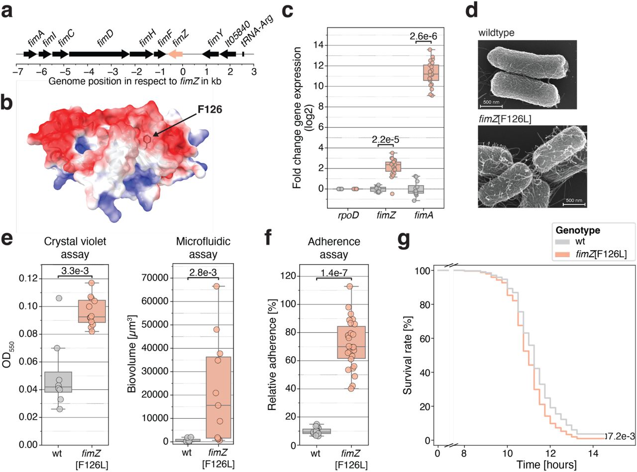 Infection-associated E. hormaechei fimZ [F126L] shows elevated fimbrial expression, biofilm formation, adhesion, and virulence.a. Genetic orientation (arrows) of the genes within the type I fimbrial operon observed in the patient-specific E. hormaechei genome. The fimZ gene is shown in salmon and the other genes are shown in black. Each gene is annotated above.b. Predicted 3D structure of FimZ carrying the wildtype allele. The surface is color-coded by its electrostatic charge (negative [red], positive [blue]). Location of the amino acid F126 is indicated by an arrow.c. Transcriptional expression of the housekeeping gene rpoD (RNA polymerase sigma factor RpoD), the transcriptional regulator fimZ, and the structural fimbriae gene fimA (type 1 fimbrial major subunit FimA). Genotypes carrying the wildtype, ancestral fimZ [F126] (P07_2048, P07_2055), or genotypes with the fimZ F126L] mutation from the microbiome (P07_2052, P07_2237) or the site of infection (L00071_01_1, L00071_02_1) were used. Presented results are collapsed across two growth phases (early- and late-log) each measured in three biological replicates per isolate. Statistical differences were assessed using a Mann-Whitney U test.d. Scanning electron microscopy images of the ancestral, wildtype (P07_2048) and derived fimZ [F126L] genotype (L00071_01_1) from late-log phase. Scale-bar represents 500 nm.e. Biofilm formation differences between wildtype fimZ [F126] genotype and fimZ [F126L] mutant genotype isolates (same as in c) at stationary conditions (Crystal violet assay; left plot) and under constant flow in minimal media (Microfluidic assay; right plot). Statistical analysis was done as in (c).f. Adherence of isolates with the wildtype or fimZ [F126L] genotype (same as in c) to human lung epithelial cells (Calu-3) in vitro. Adherence capacity was normalized to the inoculum. Statistical analysis was done as in (c).g. Drosophila melanogaster survival assay of male RelishE20 iso flies systemically infected with either a wildtype genotype (P07_2048, P07_2055) or a fimZ [F126L] mutant genotype (P07_2052, L00071_01_1). Replicates with significantly different initial bacterial inoculation levels were removed (based on CFUs; Figure S23a). The survival curves were fitted per genotype (fimZ [F126L]: 118 flies; wildtype: 159 flies) using the Cox proportional-hazards model and significance was assessed via the integrated Wald test including the experimental replicates as covariate. The x-axis is broken (0.5-7.5 h) to remove the inoculation period. Individual Kaplan-Meier curves are shown in Figure S23b.
