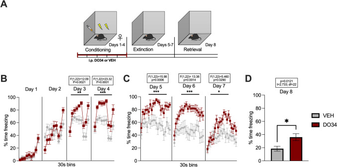 Pharmacological inhibition of DAGL during conditioning enhances fear learning and impairs within-session extinction learning and extinction retrieval in female mice. (A) Schematic diagram of the experimental paradigm. (B) Percentage of time spent freezing during the acquisition of contextual fear when DO34 (50 mg/kg) was injected IP 2 h before each session. (C) Percentage of time spent freezing during extinction of contextual fear in the absence of drug treatment. (D) Percentage of time spent freezing during retrieval session. All values are presented as mean ± SEM (n=12 female mice per condition)