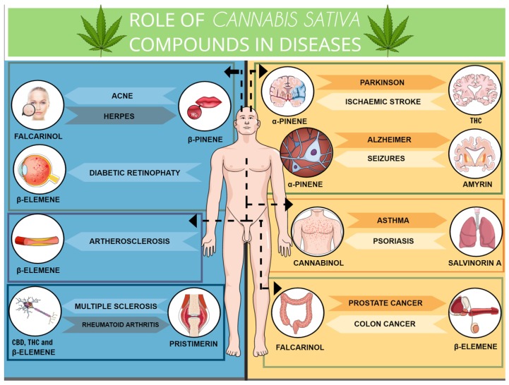 Role of Cannabis sativa compounds in diseases. The Cannabis sativa compounds have been proved useful for treatment of different diseases in the periphery and the CNS, as illustrated above. The CBD and THC actions in the CNS include immunomodulatory, neuroprotective, anxiolytic, and anticonvulsant, in addition to its potential effects on PD and multiple sclerosis control. Anticancer effects can be attributed to almost all Cannabis sativa compounds. This figure further illustrates the effect of terpenoids, cannabimimetic ligands, beyond the Cannabis plant in different pathological conditions, such as Herpes infection, diabetic retinopathy, psoriasis, asthma, AD, seizures, ischemic stroke, and others. Figure created using the Mind the Graph platform.