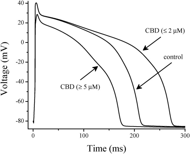 Effects of low and high concentrations of CBD on the simulated action potentials using LabHEART simulations. At low (≤2 µM) CBD concentrations, inhibition of I Kr and I Ks was incorporated into the model. At high (≥5 µM) CBD concentrations, inhibitions of I Kr, I Ks, I Na, and I L-Ca were incorporated into the model. At low concentrations, CBD induced a marked prolongation (29%) of action potential duration (APD), while at high concentrations, it significantly shortened (27%) the APD.