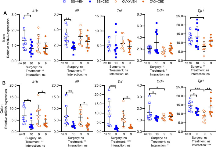 CBD treatment decreased markers of intestinal inflammation. Gene expression levels of inflammatory markers (IL-1β, IL-6 and TNFα) and tight junction proteins (occludin and ZO-1) in (A) ileum and (B) colon collected from n = 9 mice in OVX groups and n = 10 mice in SS groups. All data are mean ± SD. The ROUT test was performed to detect outliers. Significant differences between groups were determined by two-way ANOVA followed by Holm-Sidak post-hoc test to isolate differences due to surgery or treatment, *p < 0.05, **p < 0.01, ***p < 0.001.
