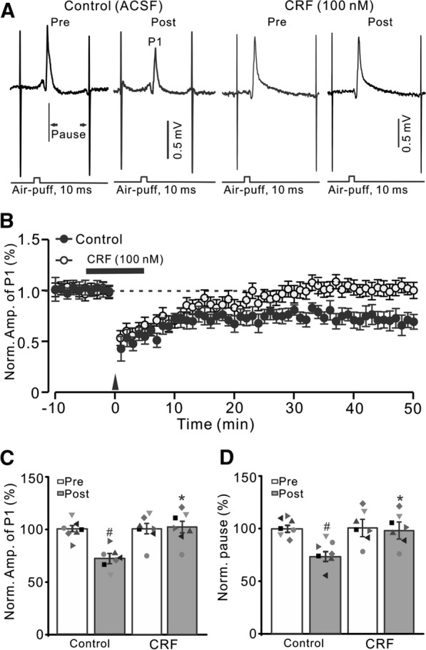 Effect of CRF on 1 Hz facial stimulation-evokedMLI-PC LTD in vivo in mice. A Upper: Representative cell-attached recording traces showing air-puff stimulation (10 ms, 60 psi; arrows)-evoked responses in cerebellar PCs before (Pre) and after (post) delivering 1 Hz (240 pulses) facial stimulation during treatments with ACSF (control) and CRF (100 nM). B Summary of data showing the time course of normalized P1 amplitude before and after delivery of 1 Hz facial stimulation (arrow head) in ACSF (control, filled circle) and CRF (open circles). C Bar graph with individual data showing the normalized amplitude of P1 before (Pre), after (Post) delivery of 1 Hz stimulation. D Mean (± S.E.M.) with individual data showing the normalized pause of simple spike firing before (Pre), after (Post) delivery of 1 Hz stimulation. #P < 0.05 versus Pre of control; *P < 0.05 versus post of control. n = 7 mice in each group