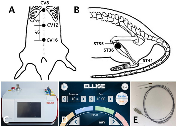 Schematic diagram of acupoints CV12 and ST36 and the laser and electrical stimulator System. Schematics show the acupuncture points CV12 (A) and ST36 (B). CV12 was located at the median point of the abdominal midline connecting the umbilicus and sternum (A). ST36 was located in the tibialis anterior muscle (B). The laser and electrical stimulator system (ELLEISE, WONTECH Co., Ltd., Republic of Korea) used for laser acupuncture and electrical stimulation is shown, including the main body of the system (C), the laser output adjustment screen (D), and the fiber-optic acupuncture cable (E).