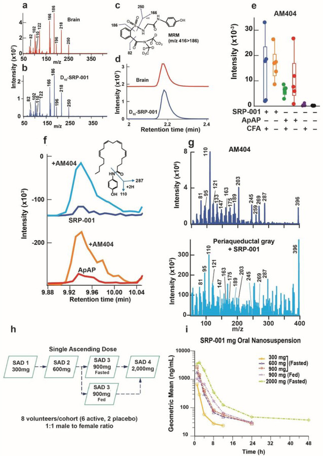 Analgesia is mediated via AM404 production in the PAG region and human Single Ascending Dose (SAD) Phase 1 clinical trial reveals a favorable pharmacokinetic profile.a, Detection of deuterated (D10-SRP-001) in the rat brain 30 min after IP injection. The full fragmentation spectrum of D10-SRP-001 detected in the brain (red) matches b, the standard SRP-001 compound spectrum (blue). c, The structure of D10-SRP-001 shows fragmentation patterns of D10-SRP-001 that match the spectra shown in the brain (red) and with the deuterated standard (blue). d, The MRM (m/z 416 → 186) for D10-SRP-001 shows the elution time at ~2.2 min. e, Quantification of AM404 production in the CNS periaqueductal gray region. The highest AM404 is produced in animals treated with CFA and dosed with SRP-001, followed by rats injected with vehicle (0.9% saline) and SRP-001. AM404 production is lower in the periaqueductal gray region of rats injected with CFA and dosed with ApAP, and there is almost no AM404 detected in the periaqueductal gray region of rats injected with either CFA alone or vehicle. f, AM404 is expressed in the periaqueductal gray area of the brain following SRP-001 IP injection. LC-MS/MS detection of AM404 in the rat periaqueductal gray area after SRP-001 (top panel) and ApAP (bottom panel) IP injections. The AM404 structure and major fragments. g, The peaks are confirmed to be AM404 by co-spiking AM404 standard to the samples (red and orange, respectively). The peaks in the AM404 standard (top panel, pure AM404 analytical standard (10 ng/mL, Cayman Chemical, Ann Arbor, MI.) and SRP-001 from the periaqueductal gray (bottom panel, SRP-001) 32 mg/kg IP injection and animals sacrificed 30 mins after injection (same as in the CFA/von Frey analgesia model). From the whole brain, the periaqueductal gray area was excised. The major peaks detected by LC-MS/MS demonstrate that the peak 9.9 min from LC is the AM404 compound. These peaks align to the e, AM404 fragments. h, Design of the first-in-human Phase 1 clinical trial for SRP-001. A randomized, double-blind, placebo-controlled study to assess the safety, tolerability, and pharmacokinetics of single ascending oral doses of SRP-001 and to characterize the effect of food on the pharmacokinetics of SRP-001 in healthy male and female subjects. Single ascending dose (SAD) escalation from 300 mg to 2,000 mg (fasted state) and 900 mg (fed state). i, Geometric mean SRP-001 plasma concentration-time profiles following oral administration of SRP-001 (logarithmic plot) show a proportional or super-proportional increase in Cmax (peak time to concentration at 1 h post-dose) with a mono- or bi-phasic concentration decline with a geometric mean T1/2 of 4.1 h.