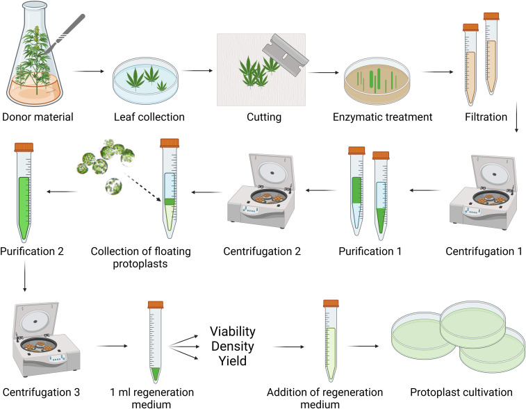 Schematic workflow for cannabis protoplast isolation and purification. Created in BioRender. Král, D. (2025) https://BioRender.com/g42t222.
