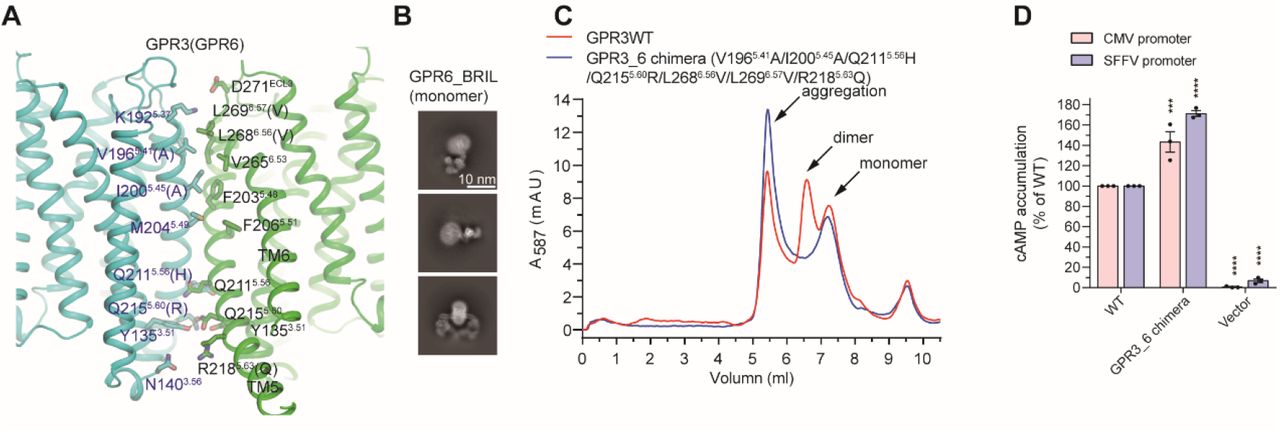 Dimerization interface of GPR3(A) Residues involved in GPR3 dimer formation are shown as sticks. Non-conserved residues at the dimer interface in GPR6 are indicated in parentheses.(B) 2D class averages of the GPR6-BRIL fusion protein in complex with anti-BRIL Fab and an anti-Fab nanobody.(C) Fluorescence size-exclusion chromatography profiles of GPR3WT and the GPR3_6 chimera, in which dimer interface residues in GPR3 are replaced with the corresponding residues from GPR6.(D) cAMP levels in Expi293F cells expressing GPR3WT or the GPR3_6 chimera, driven by CMV and SFFV promoters, measured using the GloSensor cAMP accumulation assay.
