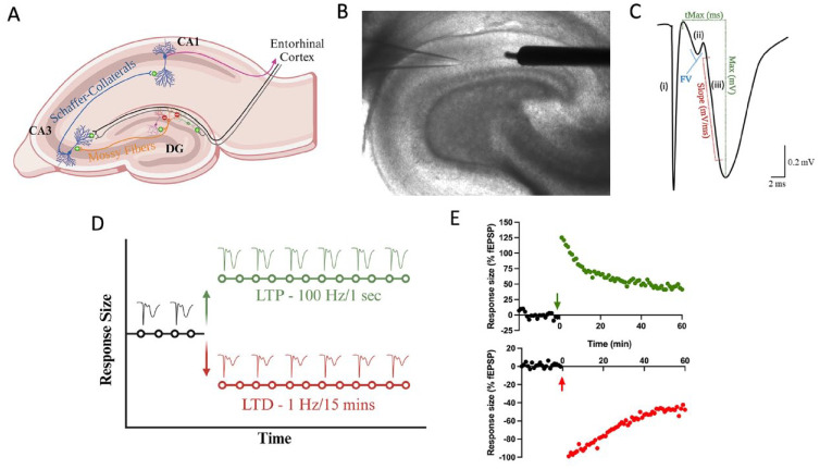 Introduction to field electrophysiology. (A) Major hippocampal pathways that compose the trisynaptic loop. The dentate gyrus receives both feed-forward and feed-back inhibition from local interneurons. In vitro electrophysiology necessitates a GABA-A antagonist to block feed-forward inhibition. Primary recording pathways for in vitro field electrophysiology include the medial and lateral performant pathways in the dentate gyrus and Schaffer collateral pathways in CA1. (B) Brightfield micrograph (4× magnification) of transverse hippocampal tissue recording in the medial perforant pathway of the dentate gyrus. It illustrates the placement of a concentric bipolar stimulating electrode (right) and glass recording pipette (left). (C) Sample waveform characteristic of in vitro field electrophysiology experiments: (i) Stimulation artifact, indicating the conduction of electricity through the artificial cerebral spinal fluid (aCSF) medium. (ii) Fiber volley, signifying presynaptic neurotransmitter release as electricity moves from the stimulating to the recording electrode. (iii) Presynaptic neurotransmitter release activates postsynaptic receptors, initiating a postsynaptic excitatory response, initially depolarized by AMPA receptors and subsequently NMDA receptors. To gauge synaptic communication strength, the initial slope of the field excitatory post-synaptic potential (fEPSP) is measured. (D) Graphical representation of the slope of the fEPSP denoted as response size across time. Stable baseline recordings (typically a minimum of 20 minutes) precede evoke responses. Following the baseline period, high-frequency stimulation (100 Hz/1 s) can induce an increase the size of the responses (known as long-term potentiation), while low-frequency stimulation (1 Hz/15 min) can decrease response size (known as long-term depression). (E) Sample traces of hippocampal slices subjected to high-frequency or low-frequency stimulation, presented as a percentage of the baseline recording. Each form of bidirectional synaptic plasticity exhibits a significant initial increase (+125% in this HFS induction) or decrease (–100% in this low-frequency stimulation induction) in response size that eventually stabilizes. The recording duration is generally 60 minutes following high- or low-frequency stimulation as the mechanisms for LTP and LTD transition into protein-dependent phases.