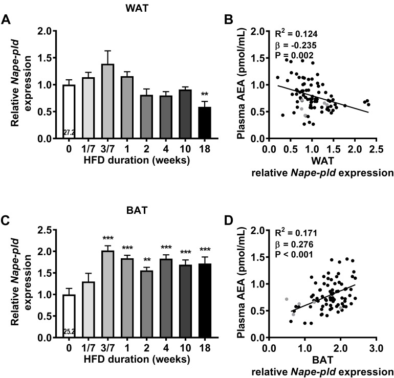 High fat diet feeding upregulates Nape-pld expression in WAT and in BAT. Relative gene expression of AEA synthesis enzyme Nape-pld in WAT (A), BAT (C). The number in the column of the 0 week of HFD group indicates the average CT value of that treatment group for that gene. Data are mean + upper SEM (n = 10–11). ∗∗P < 0.01, ∗∗∗P < 0.001 compared to the control (0 week of HFD) group analyzed by one-way ANOVA with Dunnett’s post hoc test. In addition, linear regression analysis was performed on correlations between Nape-pld expression relative to 0 week of HFD in WAT (B) or in BAT (D) and plasma levels of AEA, for all samples depicted in black (n = 81). Samples depicted in gray were regarded as biological outliers based on 2-AG and AA levels and therefore excluded from linear regression analyses.
