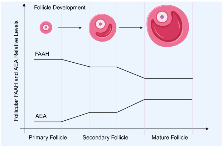 The changes in FAAH and AEA expression levels during follicle development. This schematic diagram mainly shows the expression changes in FAAH and AEA during ovarian follicle development, indicating the regulatory effect of FAAH on AEA. There are no specific expression changes during ovarian ovulation and subsequent corpus luteum formation shown here. FAAH: fatty acid amide hydrolase; AEA: anandamide. Created by Bio-Render.