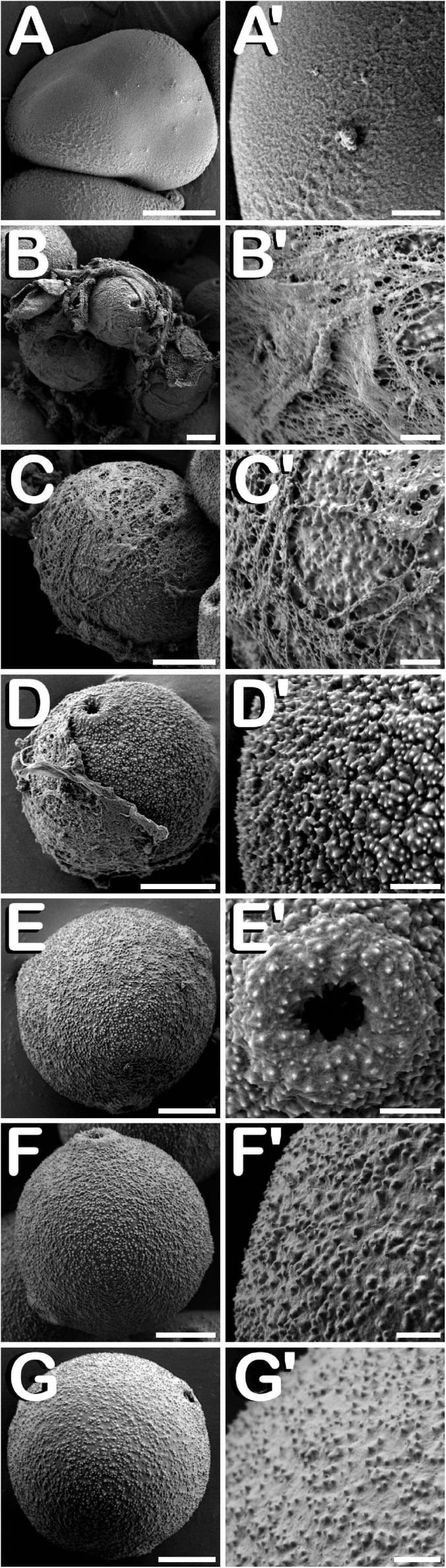 SEM images showing detailed development of the exine ornamentation during microsporogenesis and microgametogenesis in C. sativa var. USO31 (monoecious). The different developmental stages are described as follows: (A–C,A′–C′) Tetrad stage: detail of the callose layer covering the four enclosed microspores can be observed in (A′); fissures and holes as a result of callose degradation can be seen in (B′); microspore exine appears among callose fibers in (C′). (D,D′) Young and mid microspore stage. (E) Vacuolate microspore stage. (E′) Detail of an aperture of a vacuolate microspore. (F,F′) Young bi-cellular pollen stage. (G,G′) Mature pollen stage. Scale bars (A–G): 5 μm. Scale bars (A′–G′): 1 μm.