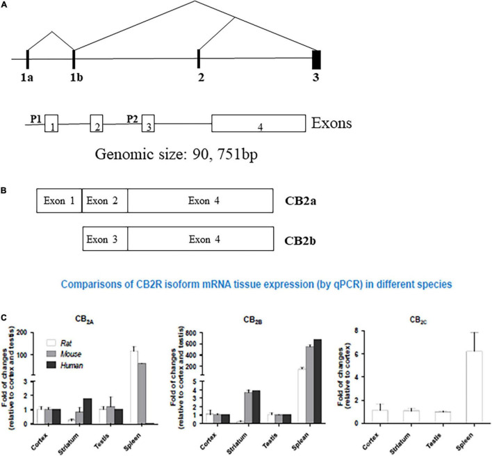 Human hCB2 genomic structure and isoforms: (A) human CNR2 genomic structure. P represent promoters and exons are open boxes with the exon numbers. (B) CB2a and CB2b isoforms and (C) comparison of CB2R isoform mRNA in Human, Rat, and Mouse tissue expression by qPCR. (See also reference Liu et al. (38)).