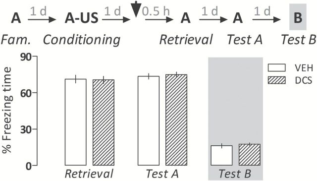 D-cycloserine (DCS; 15mg/kg) does not change the amount of freezing time expressed during re-exposures to the paired Context A (retrieval and Test A sessions) or exposure to the unpaired Context B (Test B) relative to controls (VEH) when given 30min before briefly retrieving a contextual fear memory. Animals were subjected to Tests A and B undrugged. The scheme above the graph represents the experimental design adopted. The arrowhead indicates the moment of drug administration. Bars represent the percentage of total time spent freezing. Values are expressed as mean ± SEM (n = 9/group).