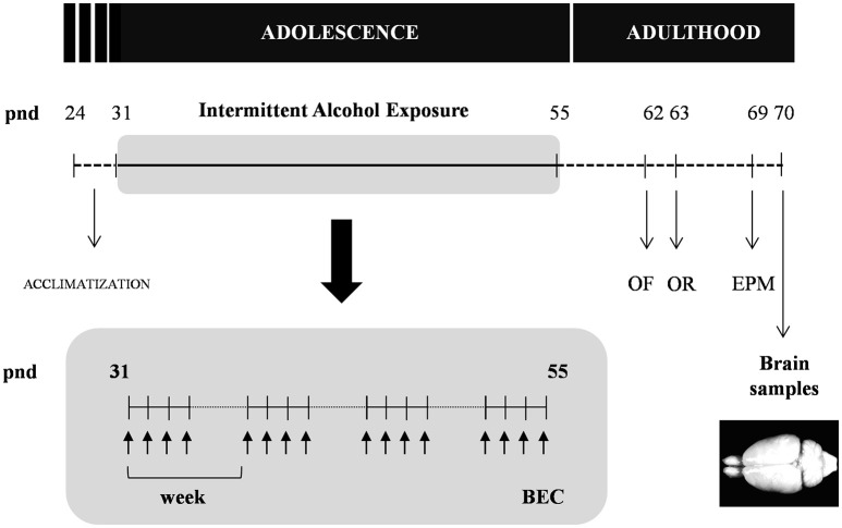 Experimental design of the study. Rats were exposed to an intermittent alcohol exposure for 4 weeks (from pnd 31 to 55). During this period, rats were randomly assigned to alcohol (repeated i.p. administration) or control (saline) group. Blood ethanol concentrations (BEC) were determined 60 min after the last alcohol exposure. The analyzes of behavior on the open field (OF), novel object recognition (OR) and elevated plus-maze (EPM) were carried out in the different groups at 1 and 2 weeks after the alcohol exposure. All animals were sacrificed 2 weeks after the last alcohol exposure and brain samples were collected.