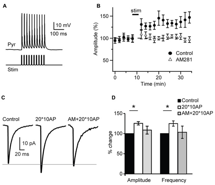 Repetitive burst firing of layer 4 pyramidal neurons induces endocannabinoid-mediated potentiation of inhibition. (A) Response of pyramidal neuron (Pyr) to the injection of 10 – 3 ms long depolarizing current pulses (Stim). (B) Repetitive burst firing of layer 4 pyramidal neuron (20 bursts of 10 action potentials at 50 Hz repeated at 0.1 Hz) potentiates sIPSC amplitude. The potentiation is prevented by AM281 (1 μM). Stim: application of induction paradigm. (C) Average sIPSCs before (control) and after burst firing in standard ACSF (20*10AP) and in the presence of AM281 (AM + 20*10AP). Traces are from the cell shown in (A). (D) Group data of sIPSC amplitude and frequency before and after burst firing. Black: control; white: 20*10AP; gray: AM + 20*10AP. All data are expressed relative to Control to show fold changes. Data are presented as mean ± SEM, statistical significance is indicated by * for P < 0.05.