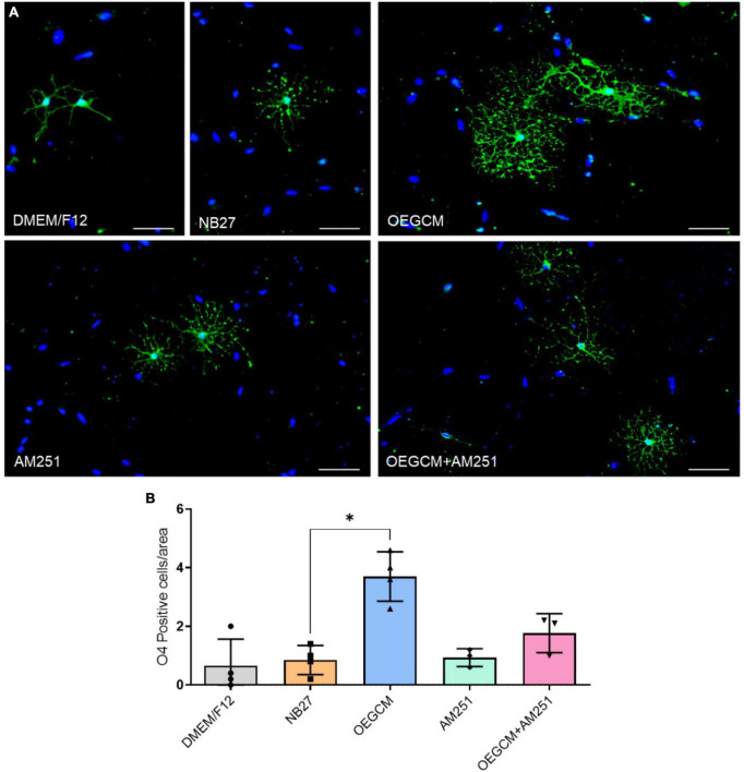CB1 receptor blockade tends to decrease the O4-positive cells in hippocampal cells in culture. In panel (A), representative immunocytochemistry of O4 oligodendrocytes in green and cell nuclei in blue (DAPI). Magnification of 20x, scale bar: 50 μm. In panel (B), the number of oligodendrocytes in hippocampal cell culture was evaluated counting the number of O4-positive cells in each condition (for each experiment, 5 images from different areas for each condition was used for the quantification). Data is presented as mean ± SD, statistical analysis was performed using Kruskal-Wallis and Dunn’s as post hoc test. DMEM/F12: N = 4; NB27: N = 4; OEGCM: N = 4; AM251: N = 3; OEGCM + AM251: N = 3; p = 0.0254 for NB27 vs. OEGCM, p > 0.9999 for NB27 vs. AM251, p = 0.7858 for OEGCM vs. OEGCM + AM251, p > 0.9999 for AM251 vs. OEGCM + AM251, p = 0.0690 for OEGCM vs. AM251. *p < 0.05.