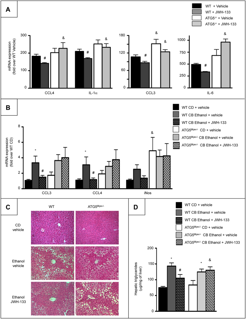 Macrophage autophagy mediates the anti-inflammatory and anti-steatogenic properties of CB2 receptor.(A) RT-PCR analysis of CCL4, IL-1α, CCL3 and IL-6 mRNA expression in peritoneal macrophages isolated from WT and ATG5Mye−/− mice and exposed to 5 μM of JWH-133 or its vehicle for 24 hours and 10 ng/ml of LPS for the last 6 hours. (B) Hepatic mRNA expression of CCL3, CCL4 and iNOS in CD- and chronic-plus-binge ethanol-fed WT and ATG5Mye−/− mice treated with 3 mg/kg of JWH-133 or its vehicle. (C) Representative hematoxylin-eosin staining (original magnification x200) and (D) hepatic triglyceride content of CD- and chronic-plus-binge ethanol-fed WT and ATG5Mye−/− mice treated with 3 mg/kg of JWH-133 or its vehicle. Data are mean ± SEM. *p < 0.05 for CD vs chronic-plus-binge ethanol, & p < 0.05 for WT vs ATG5Mye−/− and #p < 0.05 for JWH-133 vs vehicle.