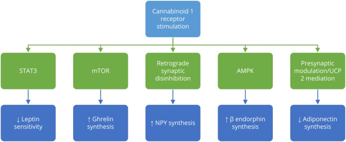 The Role of CB1 receptor stimulation in appetite regulation and obesity. CB1 receptor stimulation promotes orexigenic pathways leading to the increase in the synthesis of molecules such as ghrelin, NPY, and β‐endorphin, which are associated with increased appetite and potential weight gain. Conversely, CB1 receptor activation decreases anorexigenic signals by reducing leptin sensitivity and adiponectin synthesis, diminishing the body's ability to suppress appetite and regulate energy balance. AMPK ‐ AMP‐activated protein kinase; mTOR ‐ mammalian target of rapamycin; NPY ‐ neuropeptide Y; STAT3 ‐ signal transducer and activator of transcription 3; UCP2 ‐ mitochondrial uncoupling protein 2.