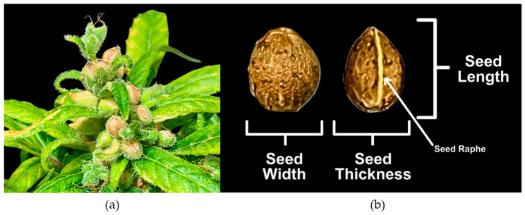 Morphology and structure of C. sativa seeds. (a) Matured hempseeds in planta approximately 12 weeks post pollination; (b) Hempseed structure showing seed length, seed width, and seed thickness as characterized by seed raphe.