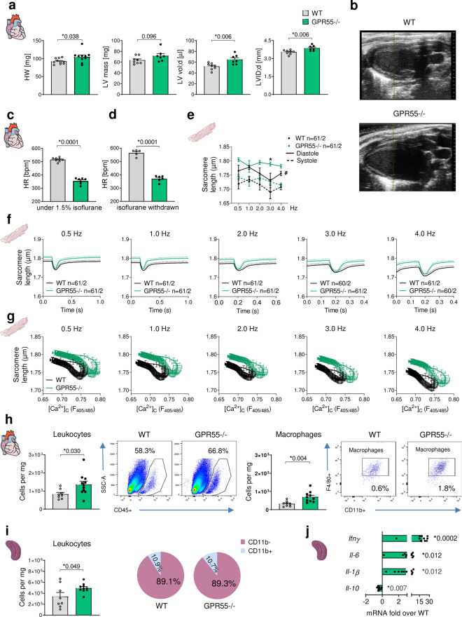 Baseline characterization of GPR55 deficient mice. (a) Basal cardiac phenotype of WT and GPR55−/− mice, aged 8 weeks, as determined by gravimetry and echocardiography (n = 8–11/group). (b) Representative echocardiographic B-Mode projections of WT and GPR55−/− hearts. Basal heart rate of WT and GPR55−/− mice (c) under 1.5% isoflurane inhalation (n = 7–8/group) and (d) under conscious conditions upon isoflurane withdrawal (n = 5–6/group). (e) Sarcomere length in isolated WT and GPR55−/− cardiomyocytes during diastole (solid lines) and systole (dotted lines) under increasing pacing frequencies. Circles indicate mean ± SE; #p < 0.05, two-way ANOVA with Bonferroni’s post hoc test (*p < 0.05 vs. WT); n indicates number of isolated cardiomyocytes from 2 mice. (f) Sarcomere length recordings from isolated WT and GPR55−/− cardiomyocytes under increasing pacing frequencies over time. Solid lines indicate mean + SE (dotted line). (g) Ca2+ dependent sarcomere length in WT and GPR55−/− cardiomyocytes. (h) Basal LV leukocyte counts and herein macrophage numbers in WT and GPR55−/− mice detected via flow cytometry, and representative dot plots indicating respective leukocyte (CD45+) and macrophage (CD11b+ F4/80+) counts as percentage of single cells (n = 8–12/group). (i) Basal splenic leukocyte counts and relative distribution of myeloid (CD11b+) and lymphoid (CD11b-) cells in WT and GPR55−/− mice detected via flow cytometry (n = 8–12/group). (j) Basal splenic chemokine gene expression in GPR55−/− mice as fold over WT (n = 8–12/group). Bars and squares indicate mean ± SE (Comparison between two groups: Student’s t-test).
