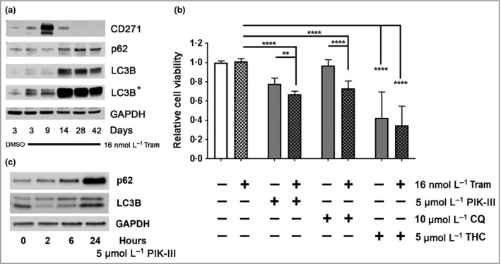Inhibition of autophagy reduces the viability of trametinib‐resistant melanoma cells. (a) Representative Western blot analysis for CD271 (75 KDa), p62 (65 KDa), LC3B (14/16 KDa) and glyceraldehyde 3‐phosphate dehydrogenase (GAPDH; 37 KDa) expression by A375 cells following treatment with dimethyl sulfoxide (DMSO) or 16 nmol L−1 trametinib (Tram) for 3, 9, 28 or 42 days. (b) Relative viability, as measured by 3‐(4,5,dimethythiazol‐2‐y)‐5‐(3‐carboxymethoxy‐phenyl)‐2‐(4‐sulfophenyl)‐2H‐tetrazolium, inner salt (MTS) metabolism, of A375 cells following treatment with 16 nmol L−1 trametinib (Tram) for 42 days then for a further 48 h in the presence or absence of 16 nmol L−1 trametinib alone or in combination with 5 mmol L−1 PIK‐III, 10 mmol L−1 chloroquine (CQ) or 5 mmol L−1 Δ9‐tetrahydrocannabinol (THC) [n = 18 replicates from three independent experiments; mean ± 95% confidence interval, one‐way anova with Tukey's post‐hoc correction (**P = 0·005, ****P < 0·001)]. (c) Representative Western blot analysis for p62 (65 KDa), LC3B (14/16 KDa) and GAPDH (37 KDa) expression by A375 cells following treatment with 5 mmol L−1 PIK‐III (Vps34 inhibitor) for 2, 6 or 24 h.