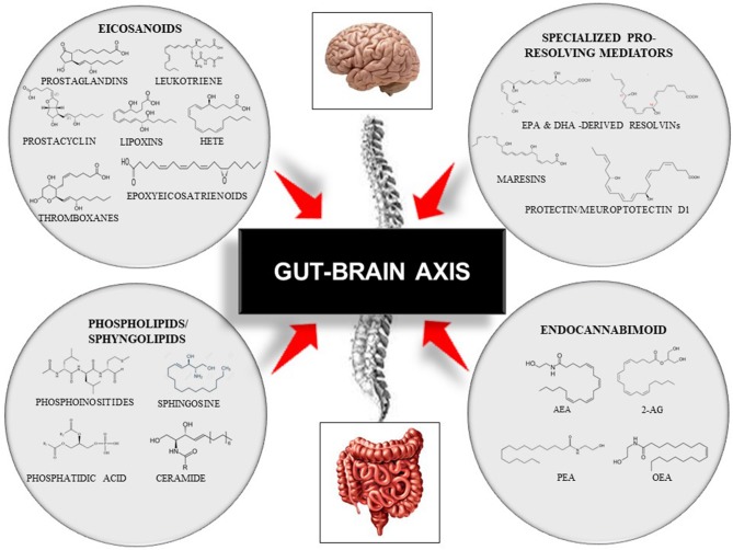 Representative scheme of the gut–brain axis and the modulation by four families of bioactive lipids: the classical eicosanoids, the phospholipids/sphingolipids, the specialized pro-resolving lipid mediators, and, the endocannabinoid system. This figure does not intend to be an exhaustive description of all lipid members or each family sub-member. 2-AG, 2-Arachidonoylglycerol; AEA, Arachidonoylethanolamide; DHA, Docosahexaenoic Acid; EPA, Eicosapentaenoid Acid; HETE, Hydroxyeicosatetraenoids; OEA, Oleoilethanolamide; PEA, Palmitoylethanolamine.