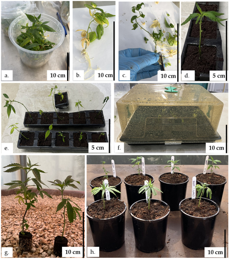 Deflasking and acclimatization of the Cannabis TC plantlets. (a)—Cannabis TC plantlet on media, (b)—TC plantlet, (c)—Trimming of the leaves and roots before placing in seed tray, (d)—planting in seed tray, (e)—TC generated plantlet ready for acclimatization, (f)—TC plantlets in mini greenhouse, (g)—rooted TC plantlet and cutting of Charlotte’s Angle, and (h)—rooted cuttings and acclimatized TC generated plants of high CBD cultivar potted in potting mix.