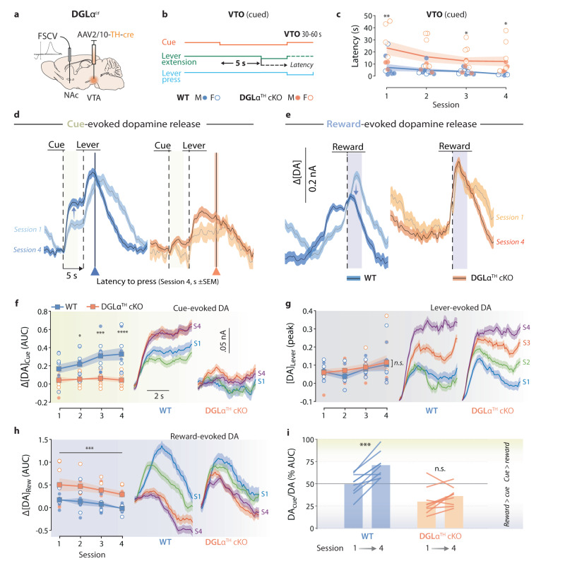 2-AG mobilization is necessary for the transfer of dopamine encoding from rewards to their earliest predictors.a In vivo FSCV recordings of NAc phasic dopamine release in WT and DGLαTH cKO mice. b Schematic representation of VTO trial structure. In this experiment, the compound cue is interpreted as the earliest predictor of reward. Lever extension is considered a proximal cue. c DGLαTH cKO mice showed longer response latency to press across four VTO sessions (two-way RM ANOVA; genotypeF1,16 = 8.41, p = 0.01; sessionF3,48 = 6.03, p = 0.01) (WT vs. DGLαTH cKO, same session, Holm-Šídák *p = 0.04, **p = 0.004). d, e Representative NAc dopamine concentration change time-locked to cue (d) and reward delivery (e) onset over time. Traces from the first and last VTO sessions are shown. The vertical black line represents the group’s mean latency to lever press (s ± SEM, colored area) on the last VTO session. f Diminished NAc dopamine release upon distal cue presentation in DGLαTH cKO mice (two-way RM ANOVA; genotypeF1,16 = 17.67, p = 6.7·10−4; sessionF3,48 = 3.14, p = 0.03) (WT vs. DGLαTH cKO, same session, *p = 0.02, ***p = 6.4·10−4, ****p = 9.4·10−5). g Unchanged dopamine response to proximal cue (lever extension) presentation (two-way RM ANOVA; genotypeF1,16 = 0.23, p = 0.63; sessionF3,48 = 4.02, p = 0.01; session x genotypeF3,48 = 0.34, p = 0.78). h Increased NAc dopamine release at the time of reward delivery in DGLαTH cKO mice (two-way RM ANOVA; genotypeF1,16 = 12.44, p = 0.002; sessionF3,48 = 4.39, p = 0.03) (WT vs cKO, ***p = 0.002). i Compared to WT, NAc dopamine release from DGLαTH cKO animals does not progressively track cue onset over reward delivery as training progresses (two-way RM ANOVA; genotypeF1,16 = 23.58, p = 1.7·10−4; sessionF1,16 = 26.50, p = 9.7·10−5; session x genotypeF1,16 = 7.93, p = 0.01) (session 1 vs. 4, same genotype, Holm-Šídák ***p = 7.5·10−5) (WT, n = 9, 5 M, 4 F; DGLαTH cKO, n = 9, 4 M, 5 F). Group-averaged FSCV traces of each recording session are shown in the right panels. Data are presented as mean ± SEM.