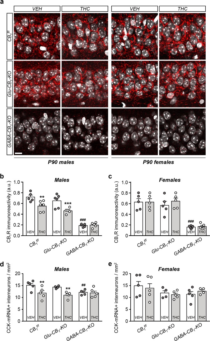 Sex-specific interneuronopathy elicited by prenatal THC exposure requires CB1R located on GABAergic neurons.a Representative images of CB1R immunofluorescence in the sp of the CA1 hippocampal region of Glu-CB1-KO, GABA-CB1-KO and CB1f/f P90 mice prenatally exposed to THC or its vehicle. b, c Quantification of CB1R immunoreactivity in the area shown above both in males and females. d, e Quantification of CCK+ interneurons in the same animal groups segregated in males and females. n = at least 5 animals per group. **p < 0.05 vs. corresponding vehicle; ***p < 0.001 vs. corresponding vehicle; ##p < 0.01 vs. CB1f/f vehicle group; ###p < 0.001 vs. CB1f/f vehicle group. Scale bar: 10 µm.