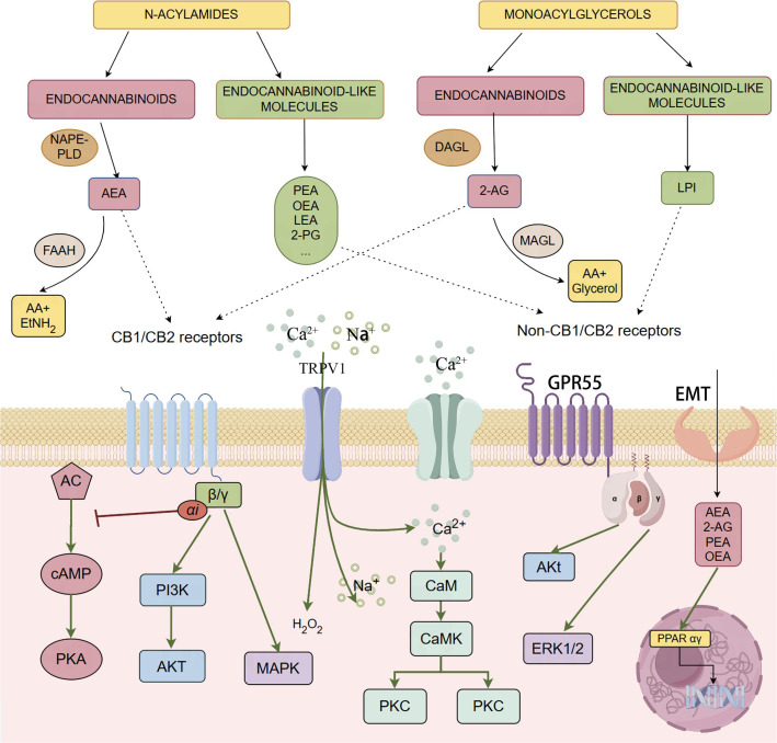 The figure provides a comprehensive overview of the endocannabinoidome, including both the classical endocannabinoid system and its extended network of molecules and receptors, such as CB1, CB2, GPR55, and PPARs. Endocannabinoids like AEA and 2-AG bind to these receptors, regulating neural and immune signaling pathways through the activation of G-proteincoupled receptors and the modulation of second messengers such as cAMP and Ca2+. Additionally, the figure illustrates the synthesis and degradation mechanisms of endocannabinoids and related lipid molecules, highlighting their broad regulatory roles in various physiological processes.