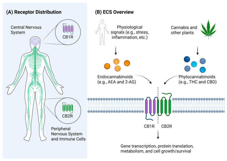 (A) Simplified representation of cannabinoid receptor distribution. CB1R is primarily found within the CNS, while CB2R is located in the periphery and on immune cells. (B) Overview of the ECS. Endocannabinoids AEA and 2-AG, or phytocannabinoids (e.g., THC and CBD) act on CB1R or CB2R depending on the molecule of interest. Receptor agonism results in changes to gene transcription, protein translation, metabolism, and cell growth/survival, among other actions. Figure created on Biorender.com.