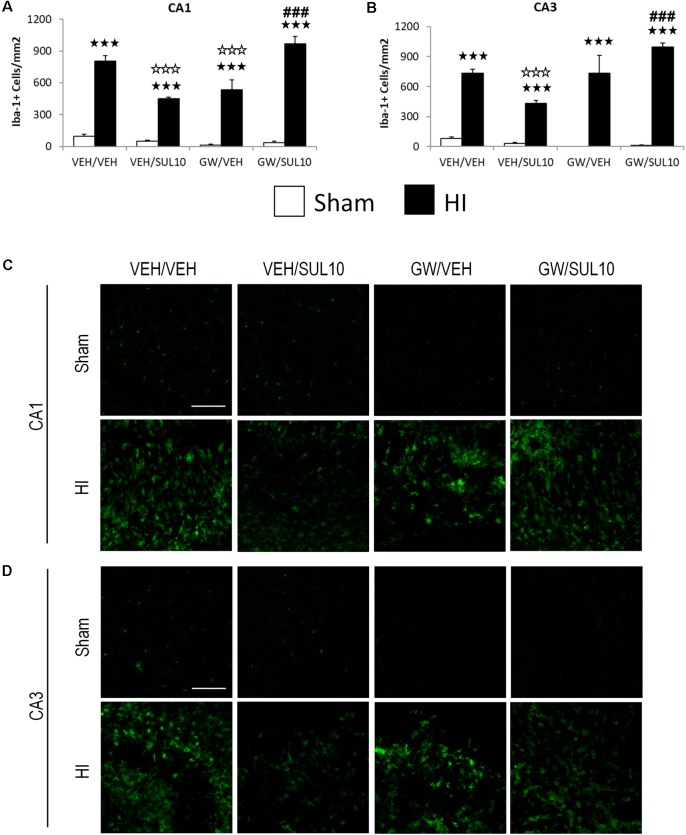 Effects of an acute administration of octadecylpropyl sulfamide (SUL10, 10 mg/kg) and GW6471 (GW, 1 mg/kg) on the number of Iba-1 positive cells induced by HI in the ipsilateral hippocampal areas. (A,C) In the CA1, a significant effect of lesion [F(1,50) = 402.4, p < 0.001], and interactions between antagonist and treatment [F(1,50) = 44.9, p < 0.001], antagonist and lesion [F(1,50) = 7.1, p < 0.01], and between antagonist, treatment and lesion [F(1,50) = 31.1, p < 0.001] were observed. (B,D) In the CA3, significant effects of lesion [F(1,50) = 270.2, p < 0.001], and interactions between antagonist and treatment [F(1,50) = 13.8, p < 0.001], antagonist and lesion [F(1,50) = 15.7, p < 0.001], and between antagonist, treatment and lesion [F(1,50) = 9.1, p < 0.01] were observed. Data represent mean + SEM cells per mm2 in VEH/VEH (n = 11 HI mice; n = 7 sham-operated), VEH/SUL10 (n = 9 HI mice; n = 8 sham-operated), GW/VEH (n = 6 HI mice; n = 6 sham-operated), GW/SUL10 (n = 5 HI mice; n = 7 sham-operated) treatment groups. The panels show representative images of Iba-1 expression in CA1 (C) and CA3 (D). Scale bar = 100 μm. p < 0.001 vs. sham-operated mice of the same group; p < 0.001 vs. VEH/VEH HI mice; ###p < 0.001 vs. VEH/SUL10 HI mice.