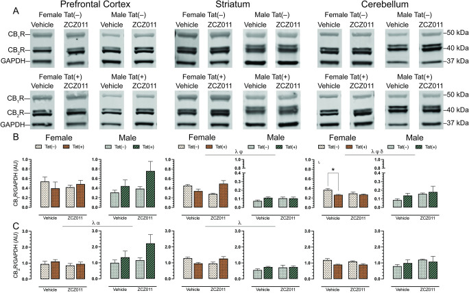 Effect of chronic ZCZ011 treatment on CB1R and CB2R expression in various CNS regions.CB1R and CB2R expression levels were assessed in the prefrontal cortex, striatum, and cerebellum for vehicle- and ZCZ011-treated Tat(–) and Tat(+) mice via Western blot analysis. Data were normalized to the housekeeping protein GAPDH. (A) Representative immunoblots for CB1R, CB2R, and GAPDH for all groups used in the study. (B) In the prefrontal cortex, no changes were observed in CB1R expression. In striatum and cerebellum, a main effect of sex was seen with females displaying higher levels of CB1R as compared to males. Additionally, ZCZ011 differentially affected CB1R expression based on genotype in the striatum and cerebellum. (C) In the prefrontal cortex and striatum, a main effect of sex was seen with males displaying higher level of CB2R in the prefrontal cortex and females displaying higher level of CB2R in the striatum. Further, Tat expression increased CB2R in the prefrontal cortex. In the cerebellum, no changes were observed in CB2R expression. All data are expressed as mean ± the standard error of the mean (SEM). Statistical significance was assessed by ANOVAs; λp ≤ 0.05 main effect of sex; αp ≤ 0.005 main effect of genotype; φp ≤ 0.05 main drug x genotype interaction; δp ≤ 0.05 main genotype x sex interaction. Separate ANOVAs for females and males; ιp ≤ 0.05 genotype effect for females. Follow-up Tukey’s post hoc tests; *p ≤ 0.05. ZCZ011 dose = 10 mg/kg. N = 32(16f); AU, arbitrary unit.